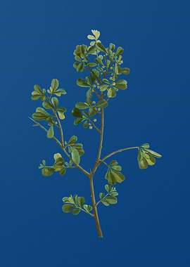 European Buckthorn on Blue