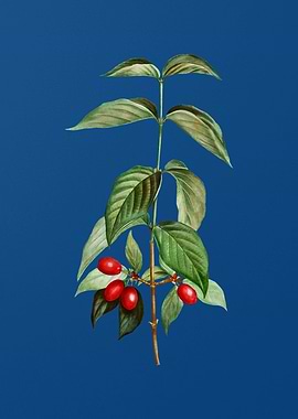 Cornelian Cherry on Blue