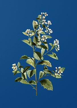 Eastern Baccharis on Blue