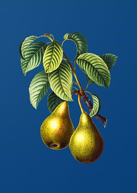 Pear on Classic Blue