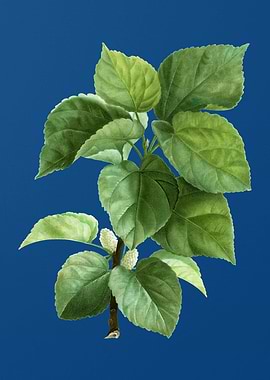 White Mulberry Plant