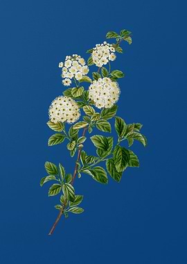 Germander Meadowsweet