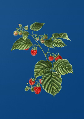 Raspberry on Classic Blue