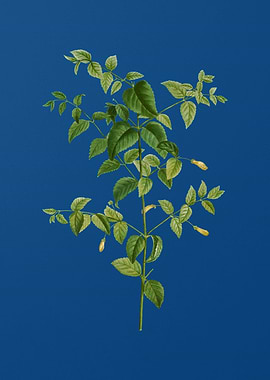 Tree Fuchsia on Blue