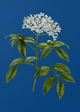 Elderberry Flowering Plant