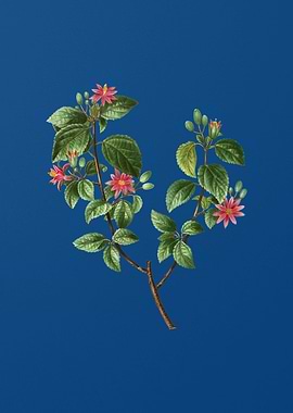 Crossberry on Classic Blue