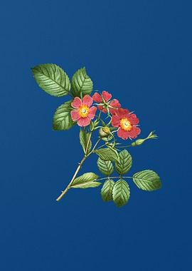 Redleaf Rose on Blue