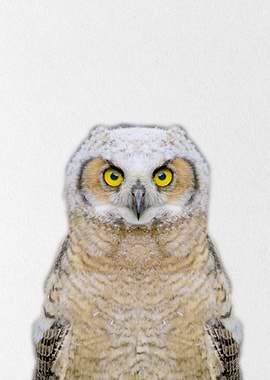 male owl