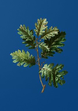 Hungarian Oak on Blue