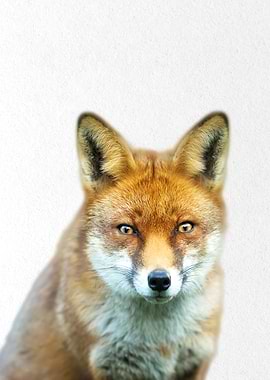 orange fox
