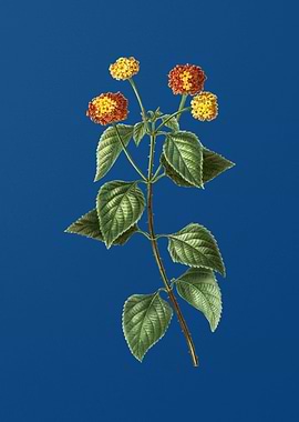 Tickberry on Branches