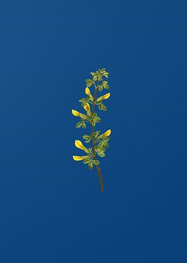 Common Cytisus on Blue