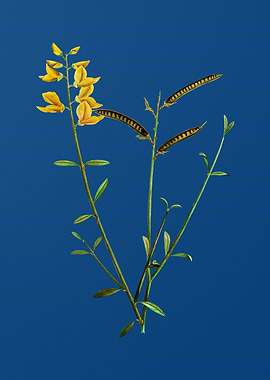 Spanish Broom on Blue