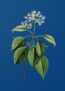 Pagoda Dogwood on Blue