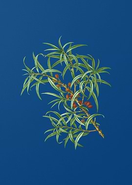 Common Sea Buckthorn