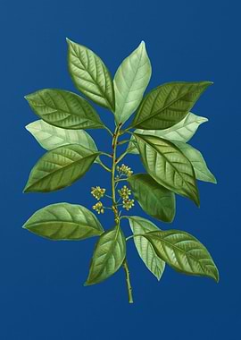 Redbay on Classic Blue