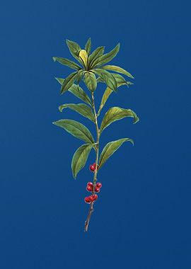 February Daphne Flowers