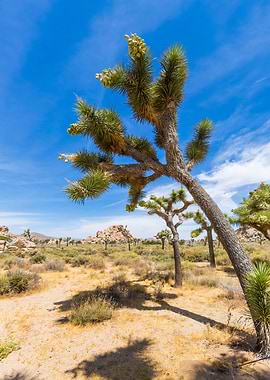 Lovely Joshua Tree