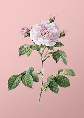 Vintage Rosa Alba on Pink