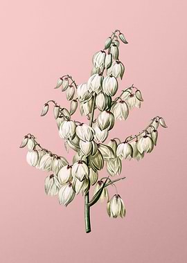 Aloe Yucca Flower on Pink