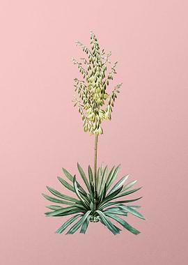 Adams Needle on Pink