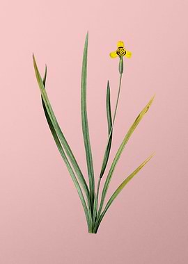 Iris Martinicensis on Pink