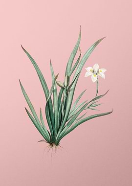 Fortnight Lily on Pink