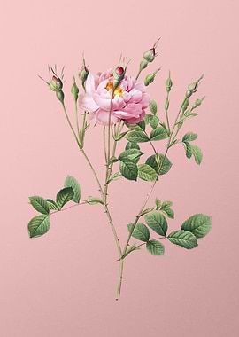 Anemone Sweetbriar Rose