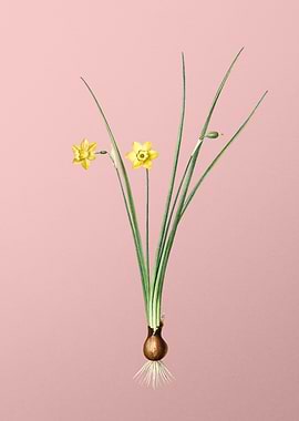 Daffodil Flowers on Pink
