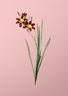 Ixia Tricolor on Pink