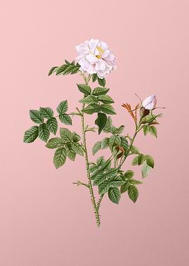 Blooming Pink Rosebush