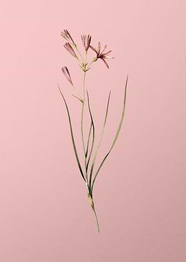 Amaryllis Montana on Pink