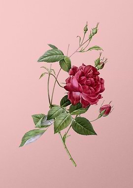 Blood Red Bengal Rose