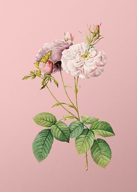 Blooming Damask Rose