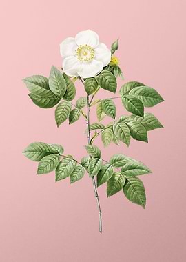 Leschenaults Rose on Pink