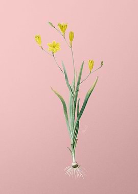 Ixia Bulbifera on Pink