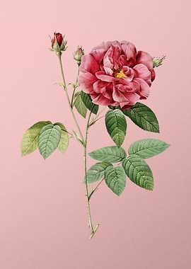 Blooming French Rose