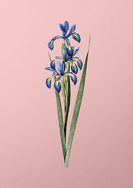 Blue Iris Flowers on Pink
