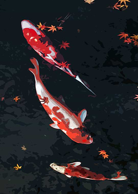 Koi are coldwater fish