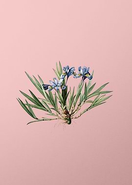 Dwarf Crested Iris on Pink