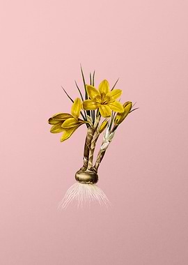 Crocus Luteus on Pink