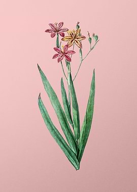 Blackberry Lily on Pink