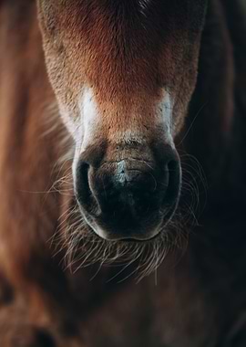 Horse Nostrils