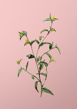 Commelina Africana on Pink