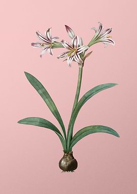 Amaryllis Flower on Pink