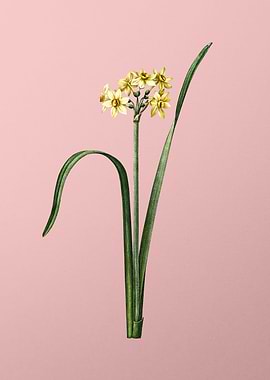 Cowslip Cupped Daffodil