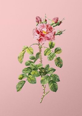 Four Seasons Rose in Bloom