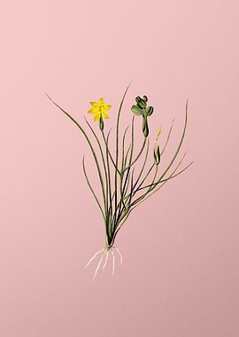 Golden Blue eyed Grass