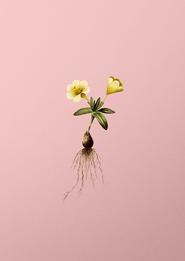 Cape Tulip Flower on Pink