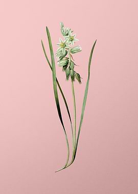 Drooping Star of Bethlehem